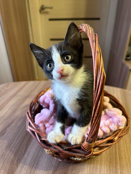 Котенок ищет дом