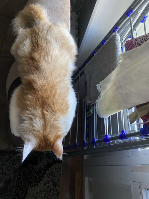 Aqlsiz mushuk sotiladi