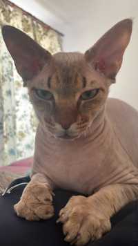 Mascul Sphynx sfinx 1 an