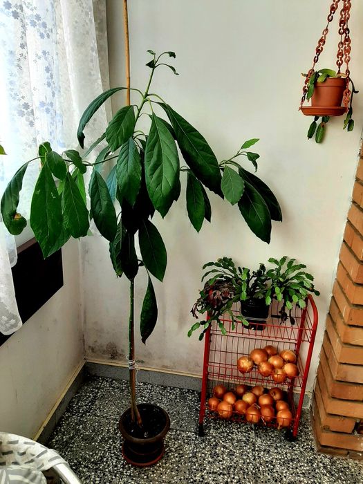 Авокадо в саксия