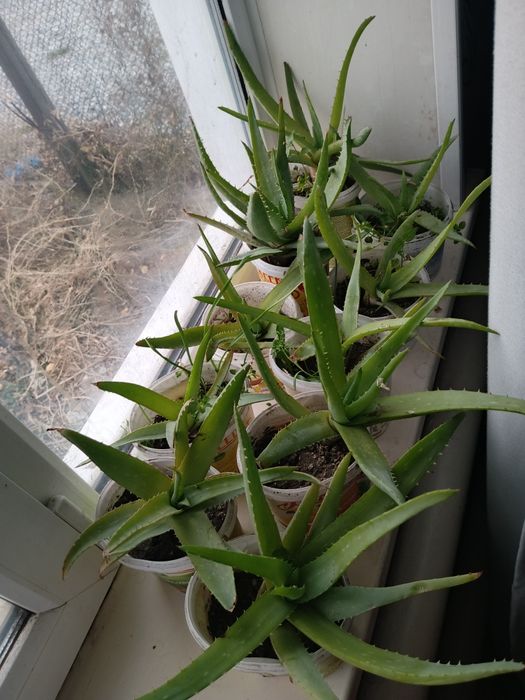 Продам алоэ, этим летом рассадила, любой по 1000тг