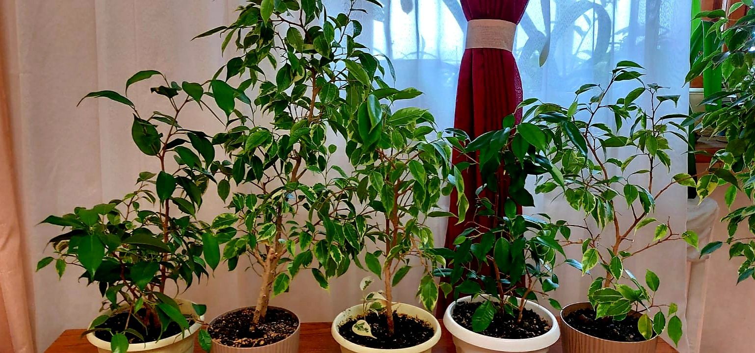 Продам фикусы разного сорта