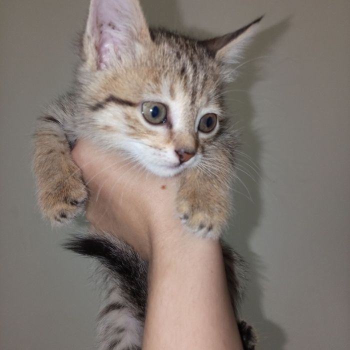 Отдам даром красивые котята