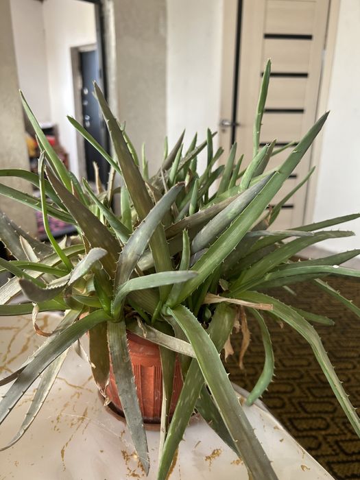 срочна рассада алоэ