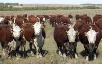 продам  племенной КРС: телок, быков,  породы герефорд , товарных коров