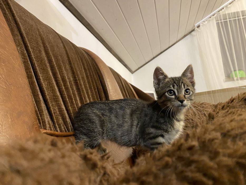 Spre adoptie pisoi  (motanel) 3luni