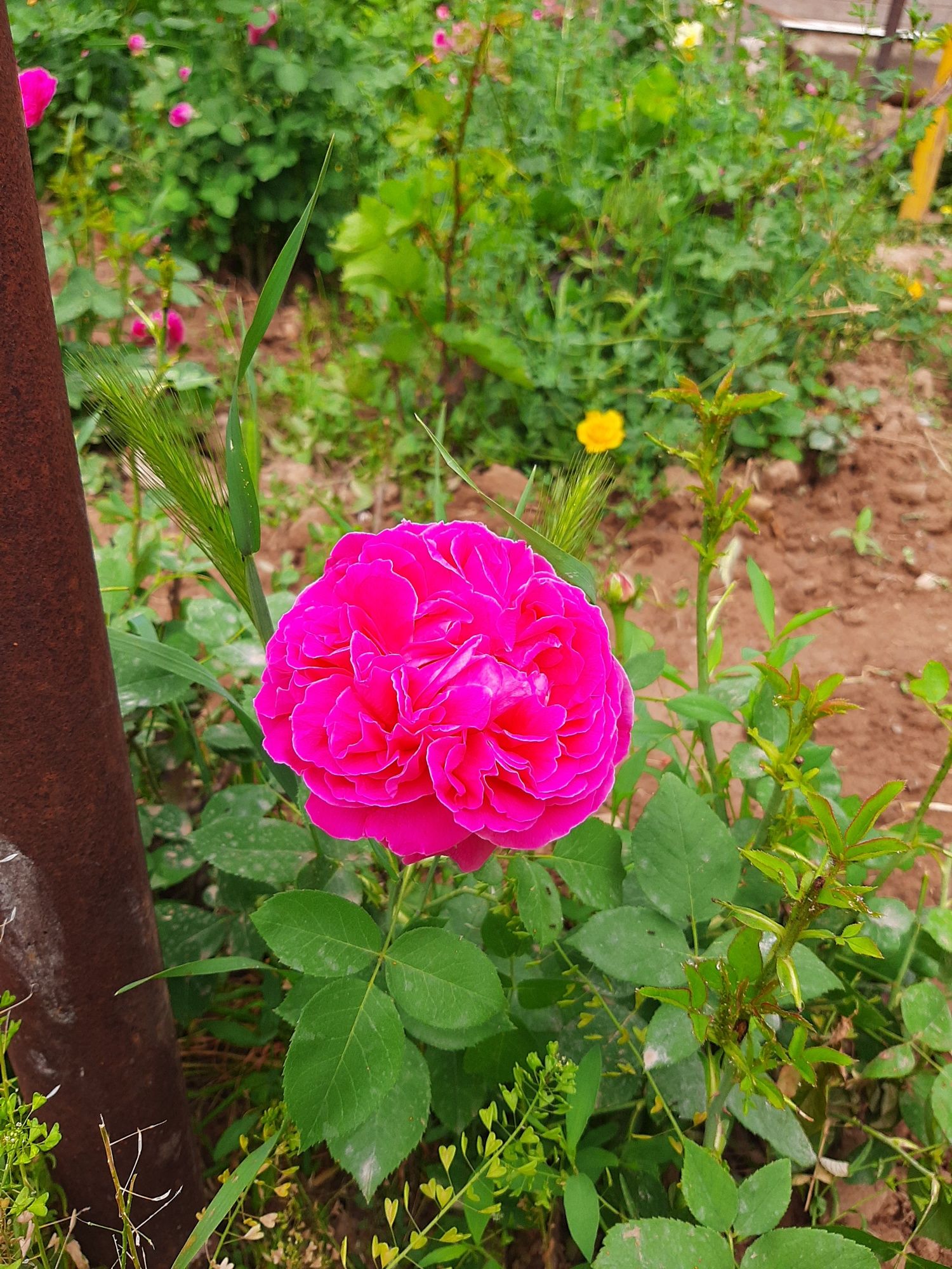 Роза Саженцы Розы продаётся оптом и в розницу Розы