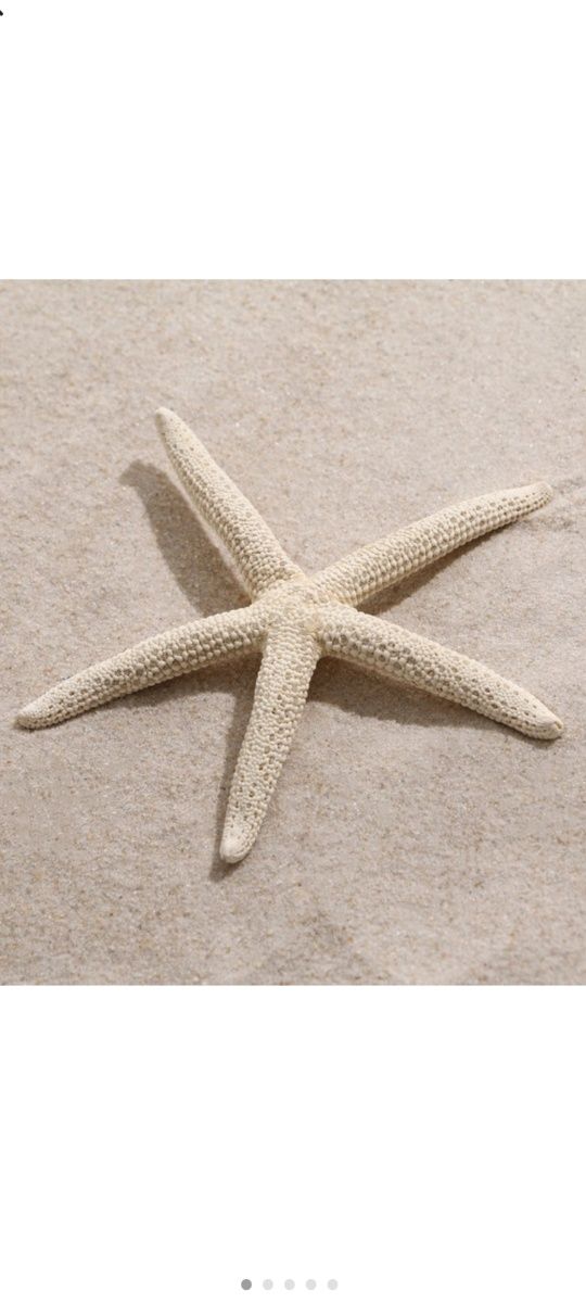 Морская звезда декоративная, 10см