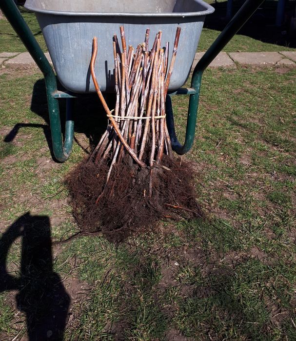 Drajoni zmeur&afin&mur