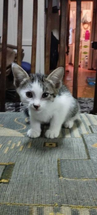 Отдам котят в хорошие руки