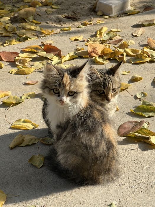 Домашние котята в добрые руки