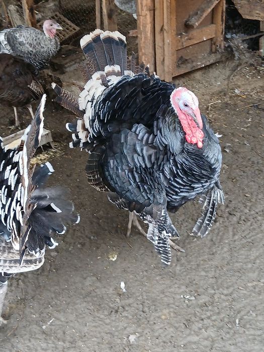 Vand curcani de țară