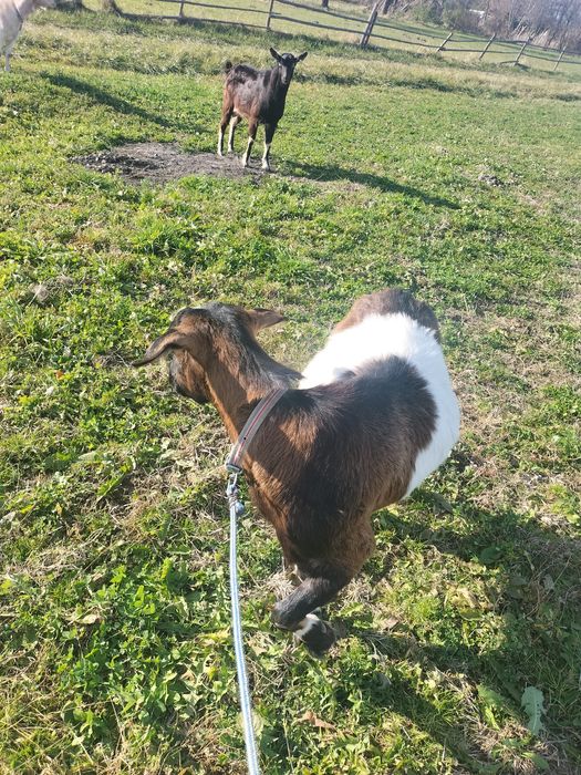 căprițe de vânzare