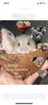 Donez Urgent Hamster Siberieni Rusesc pitic