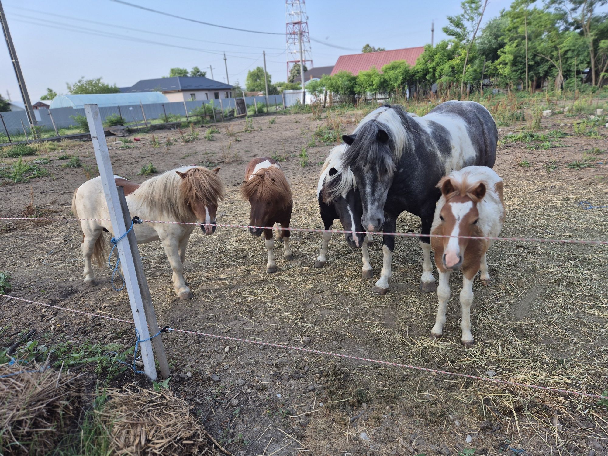 Vând ponei mici și mari de statura