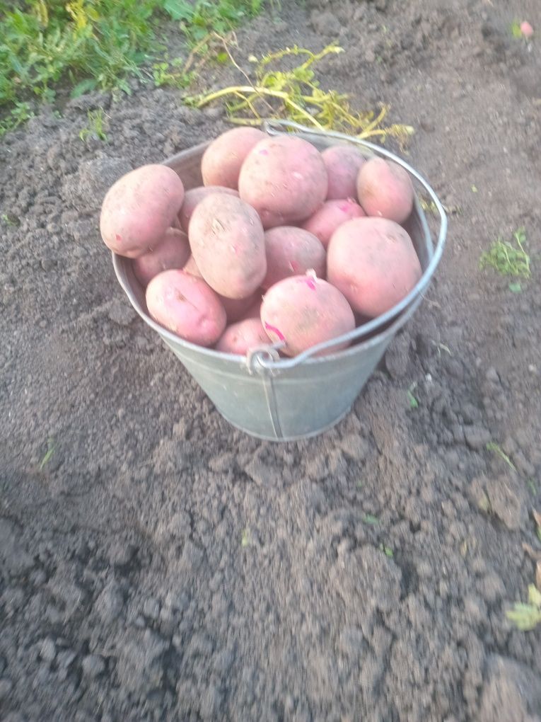 Картошка картофель