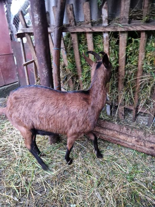 Caprita Alpina Franceza