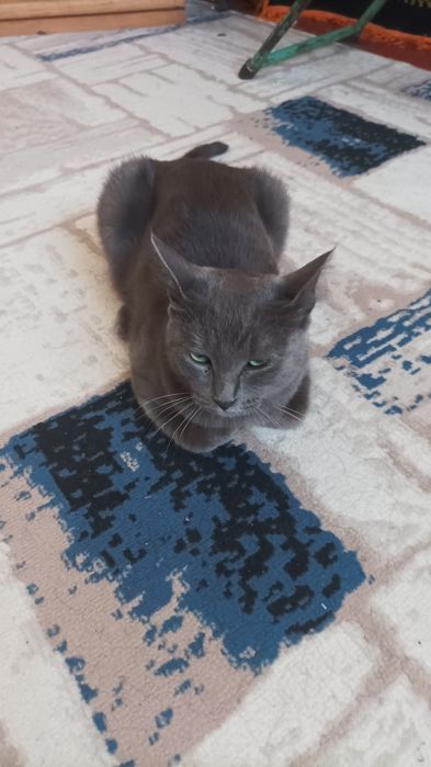 Кошка девочка бесплатно