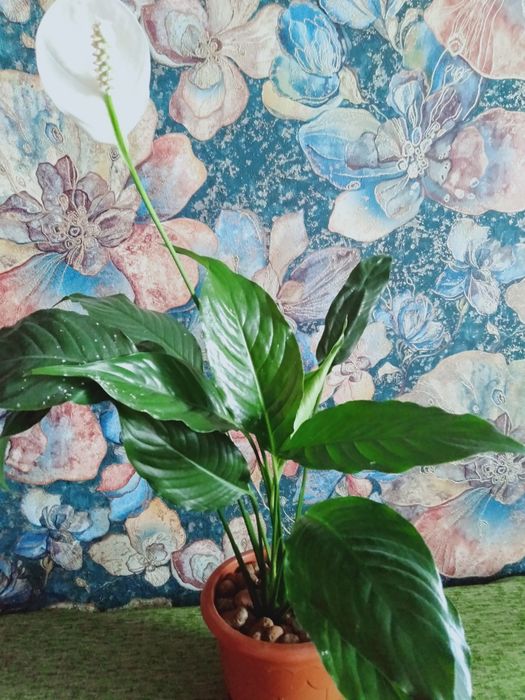 Женское счастье комнатное растение