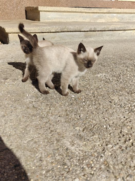 Pui Pisica Siamez  în Nasaud