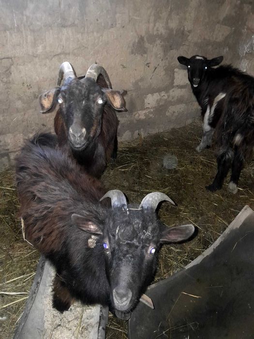 Vand 2 capre gestante si 1 țap