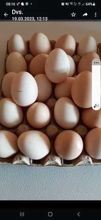 Vând ouă ptr consum