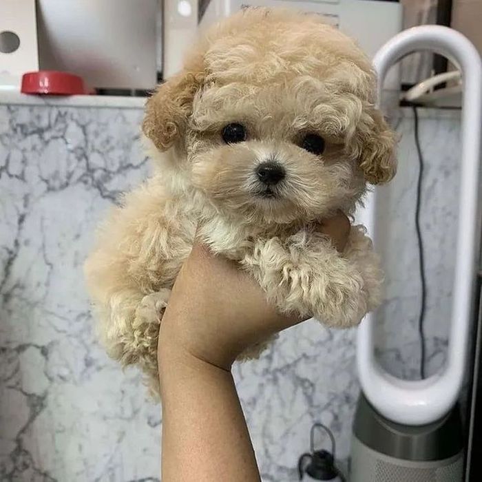 Pudel toy roșcat /apricot  -poze reale