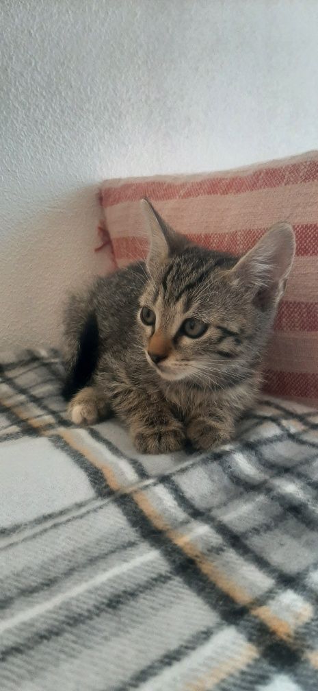 Pui de pisica spre adoptie care au 8 saptamani