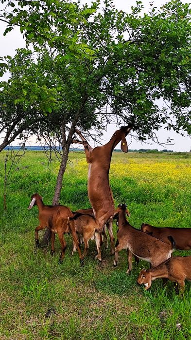 Trimit oriunde  Telemea de capra in Saramura si Lapte de capra bio