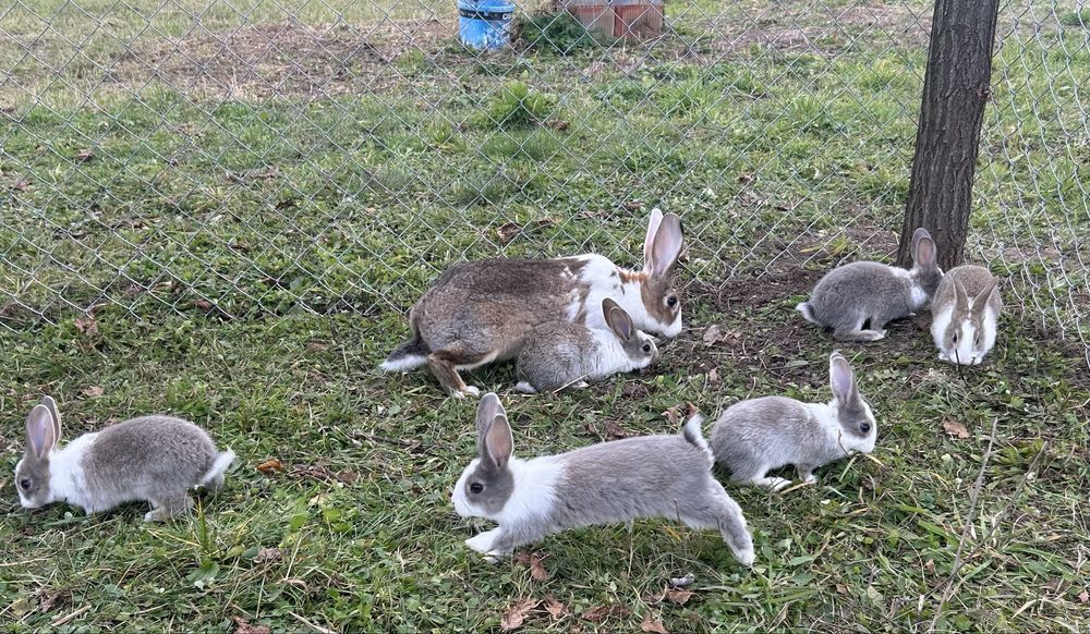 Iepuri hycole francez