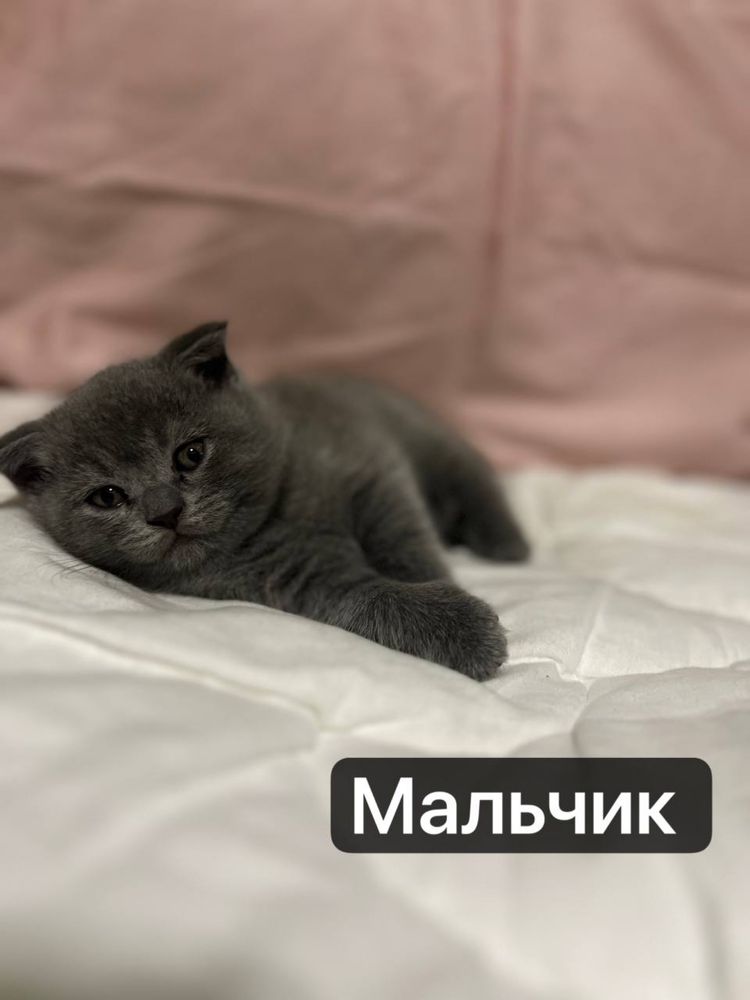 Милые котята