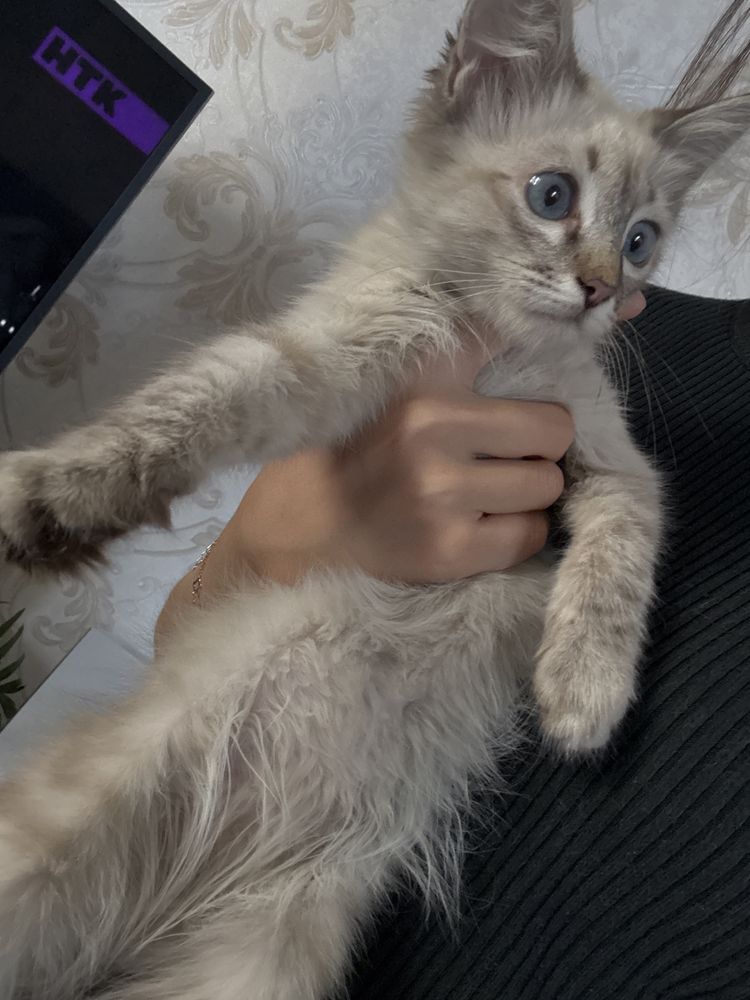 Котенок ласковый