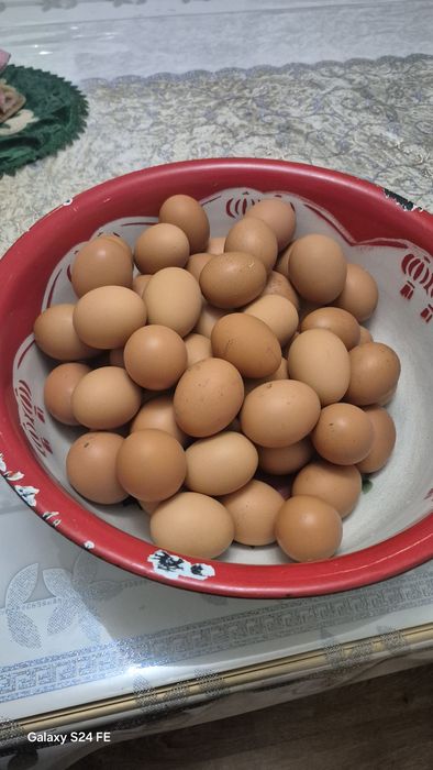 Жұмыртқа тауықтікі