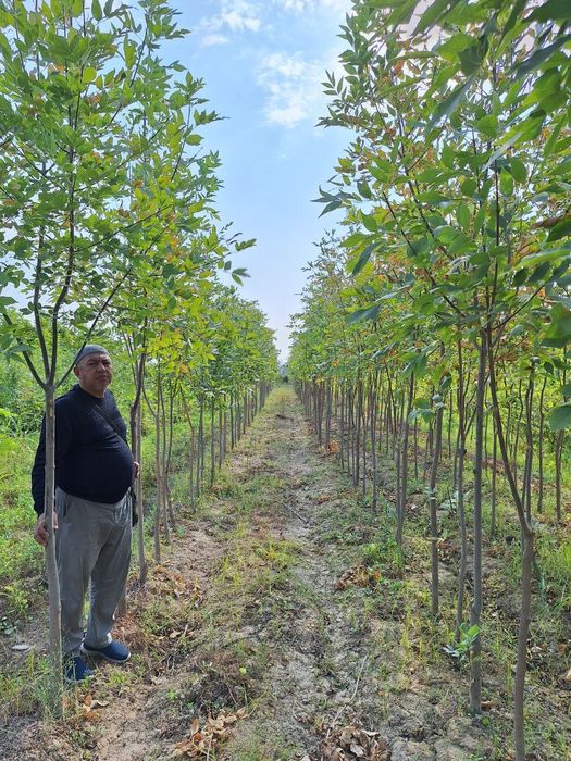 Кучатлар манзарали