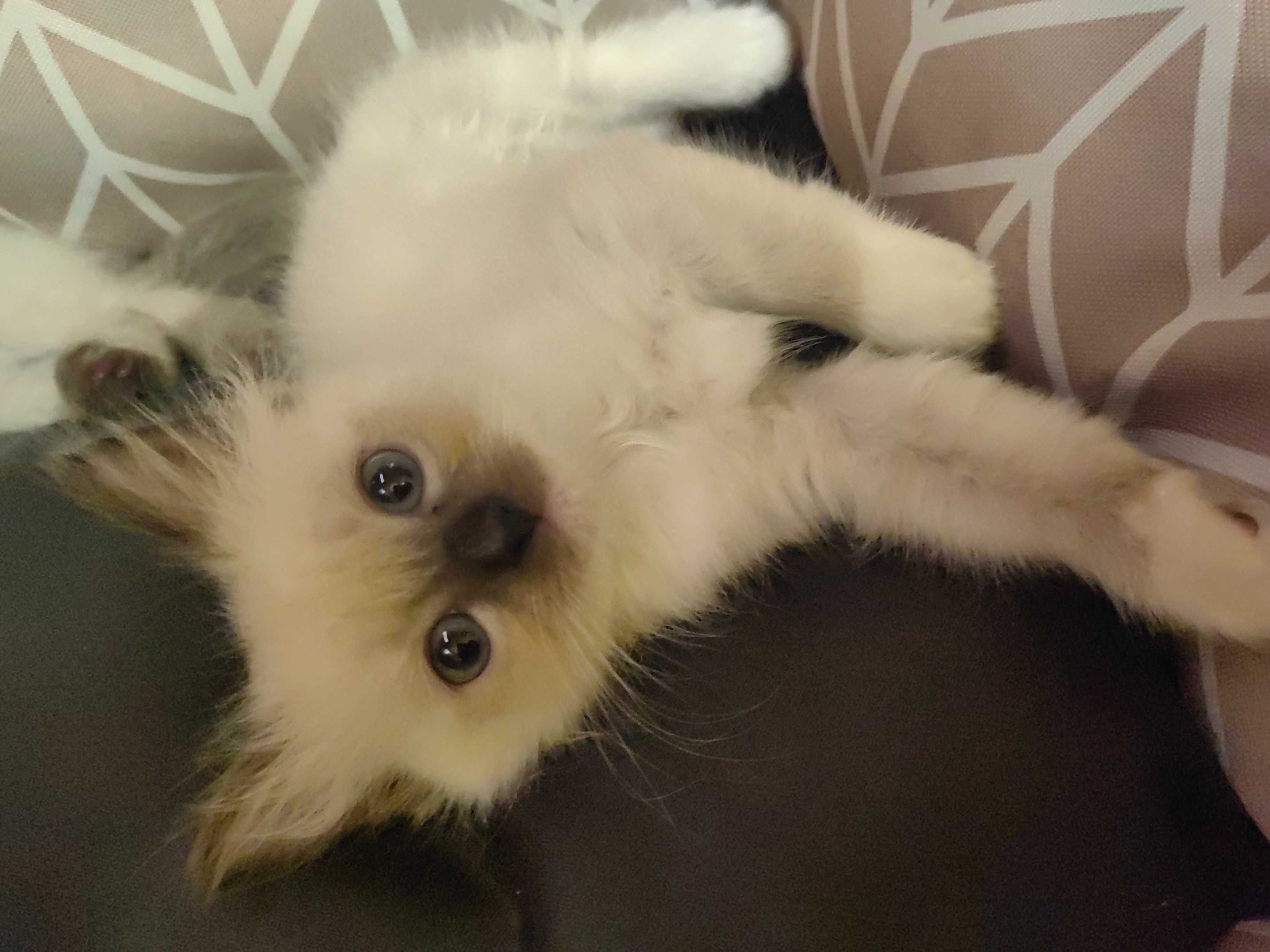 Чистокръвни котенца Ragdoll