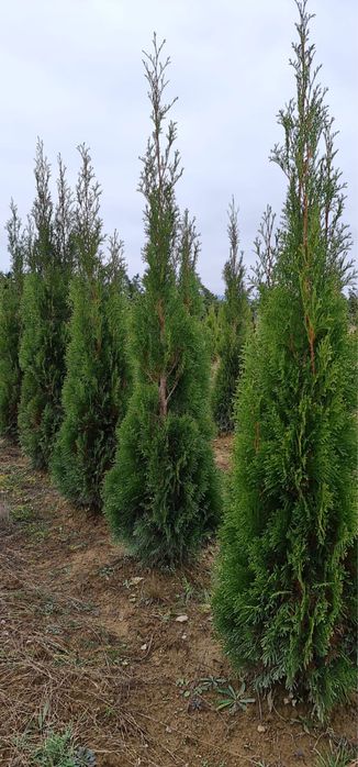 Tuia smaragd 125-200 cm perfect aclimatizați