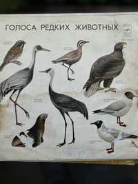 Виниловые пластинки «Звуки общения птиц», «Голоса редких животгых»