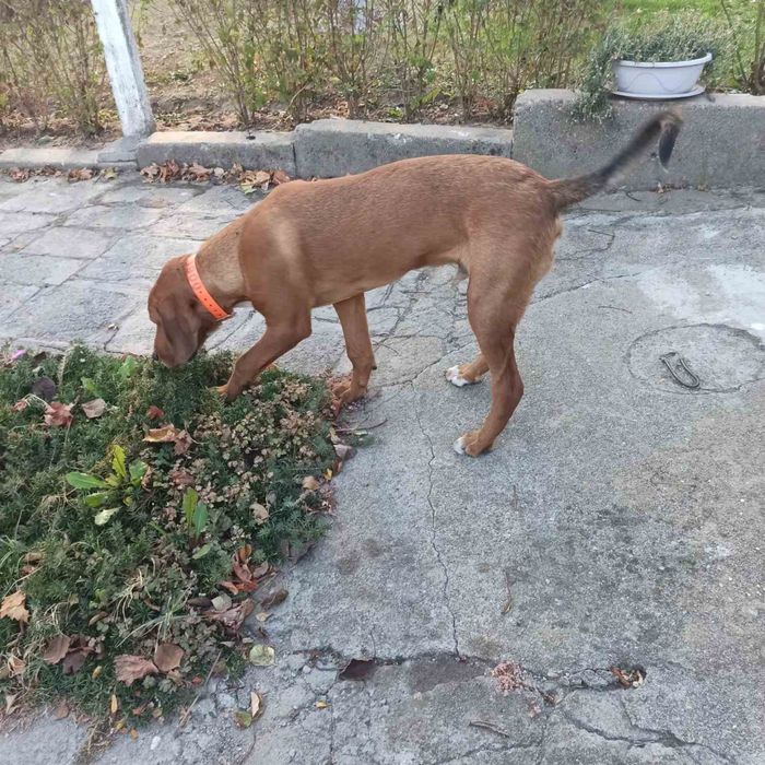 Продавам гонче на 2г и 6м