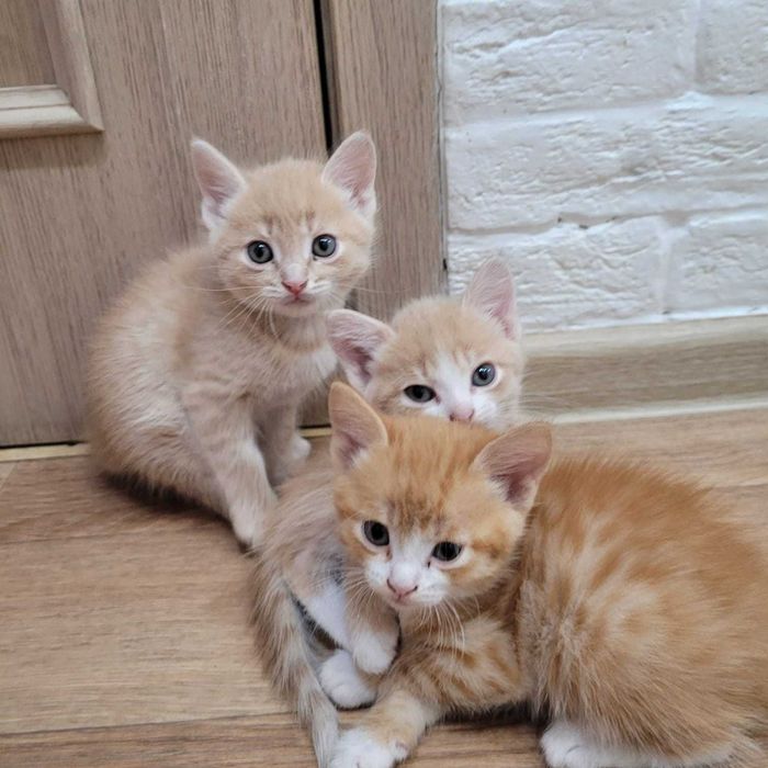 Котята на счастье)