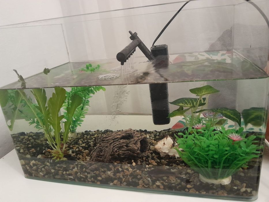 Acvariu cu pești