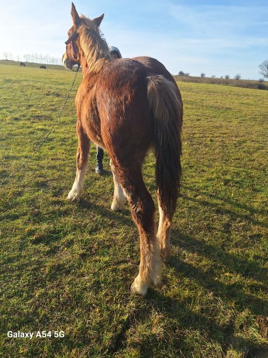 de vnzare doa mânze