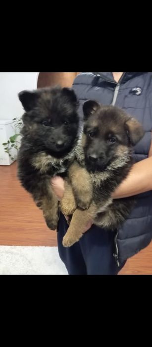 Продам щенков немецкой овчарки