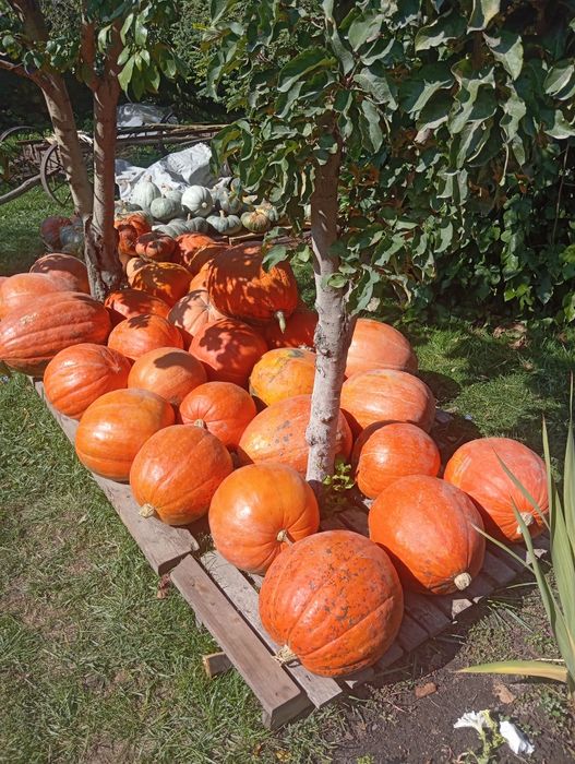 Тыква разных сортов , видов, вкусов  и размеров! от 50 грамм до 50 кил
