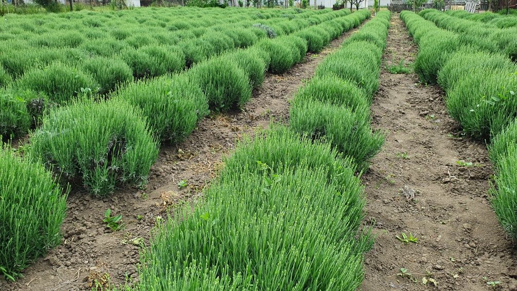 Lavanda (apa florala si plante)