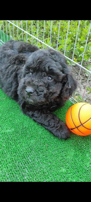 Pudel /Caniș caută căsuța iubitoare