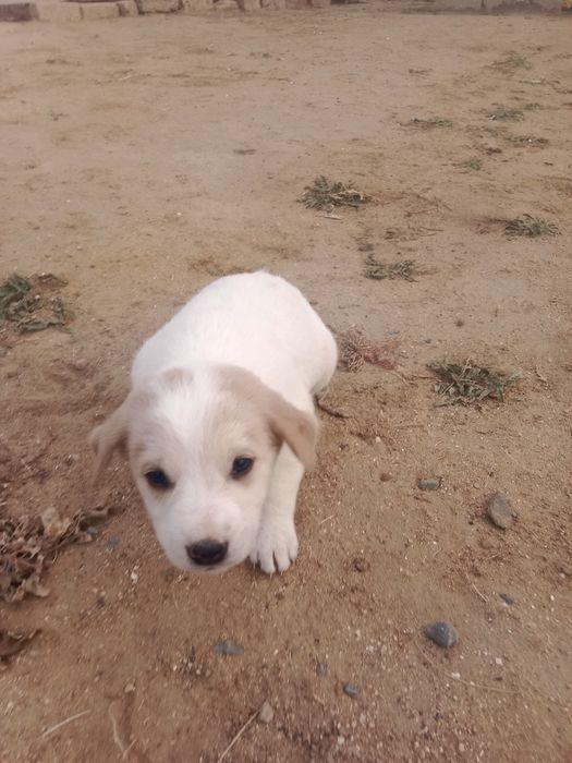 Овщарка Мамасы Таз Алабаи аралас