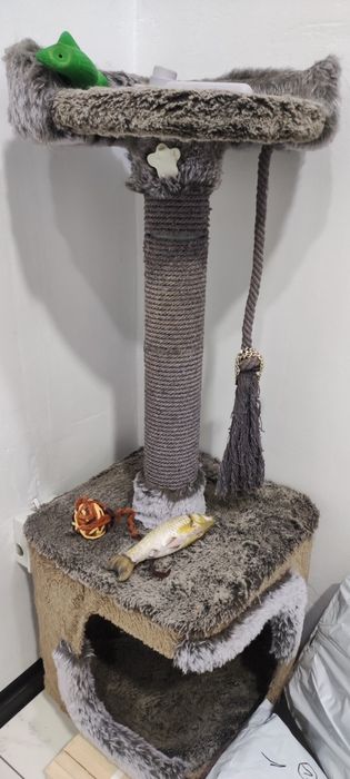 Бенгальская кошка