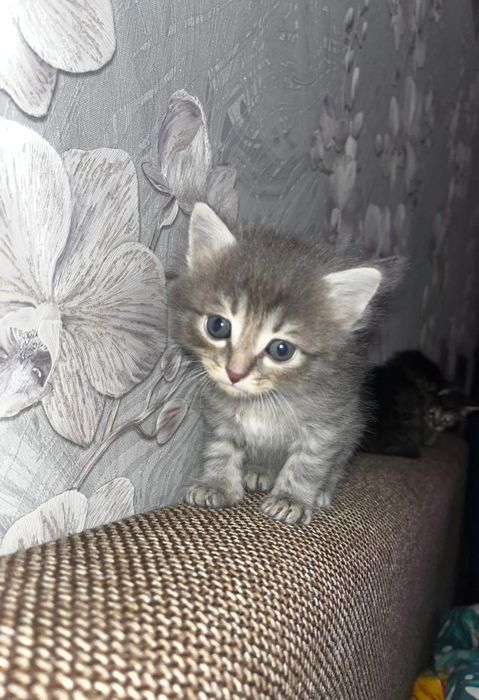 Отдам котят в добрые руки