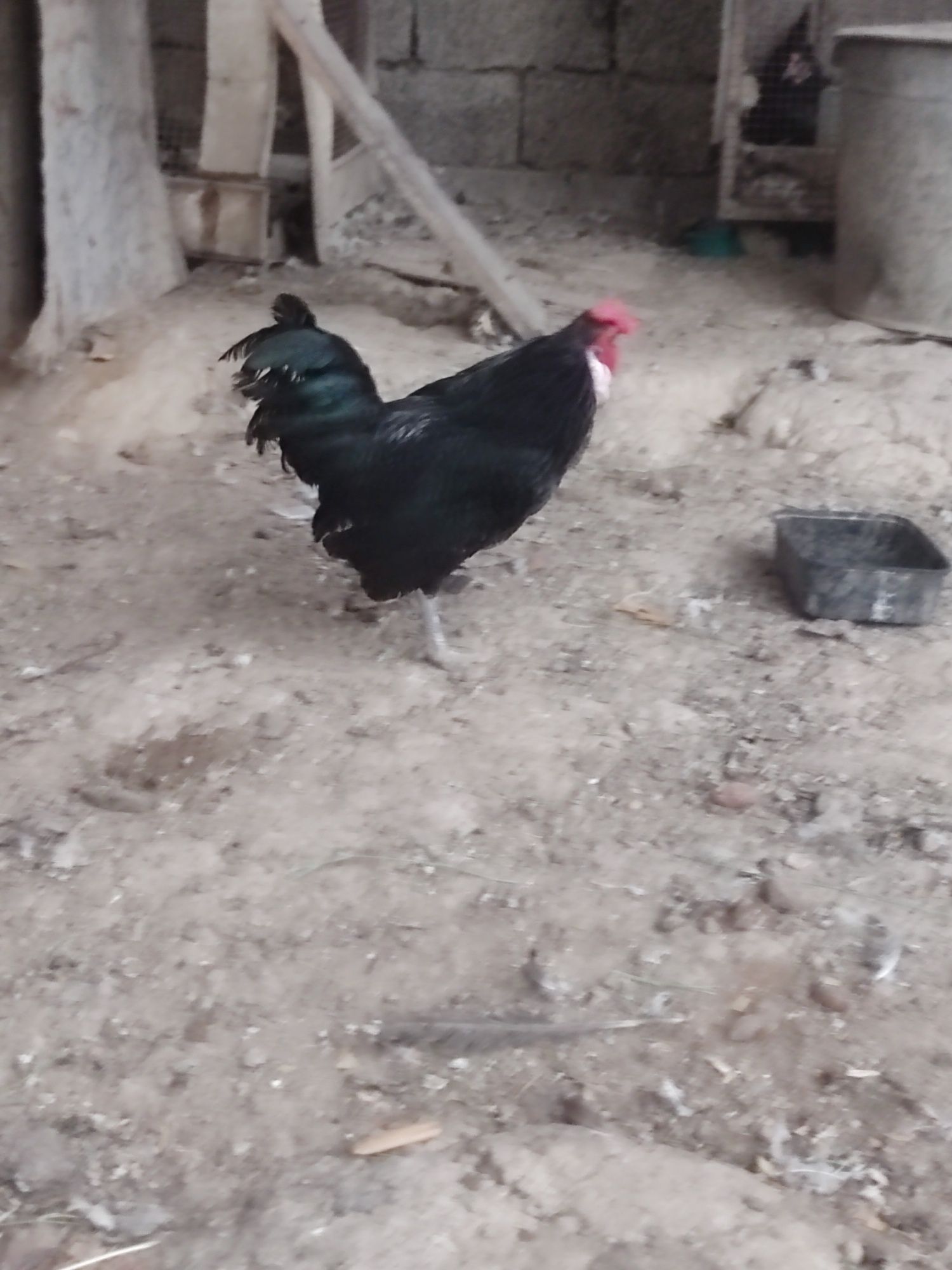 Ko shamo 2 ta kotta 6 oylik tovuq 1+1 2 oyli joʻja va bentam xoʻroz