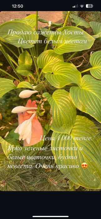 Саженцы Хосты, отличные кусты, многолетний красивый цветок.